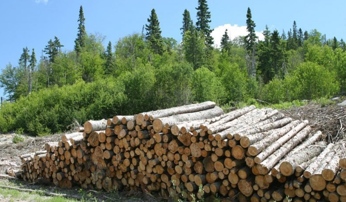 How Deforestation Helps Us